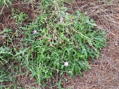 Centaurea aspera aspera