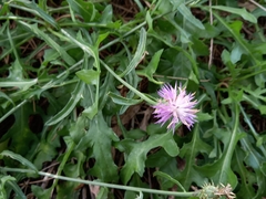 Centaurea aspera aspera