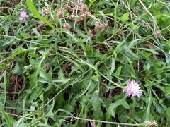 Centaurea aspera aspera