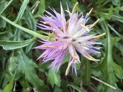 Centaurea aspera aspera