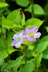 Asystasia gangetica gangetica