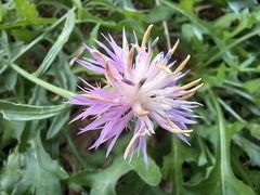 Centaurea aspera aspera