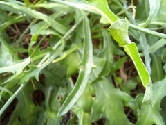 Centaurea aspera aspera
