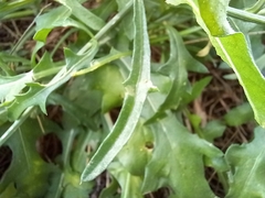 Centaurea aspera aspera