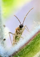 Engytatus modestus