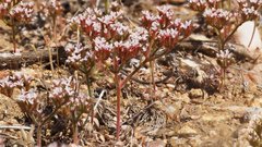 Chorizanthe leptotheca