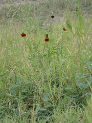 Ratibida columnifera