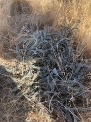 Astragalus mollissimus