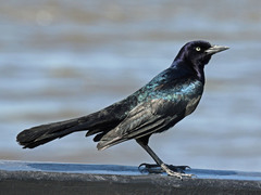 Boat-Tailed Grackle photo 1