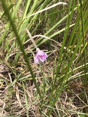 Gladiolus gueinzii