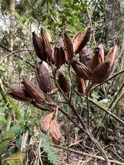 Cinchona lancifolia