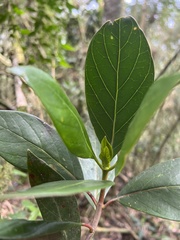 Cinchona lancifolia