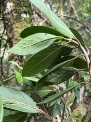 Cinchona lancifolia