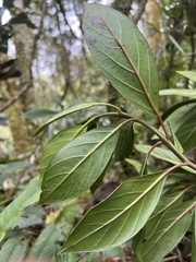 Cinchona lancifolia