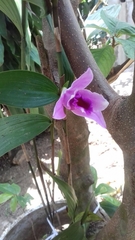 Sobralia decora