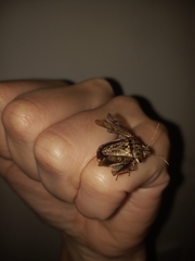 Discocephalinae