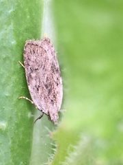 Phaeosaces compsotypa