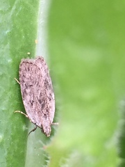 Phaeosaces compsotypa