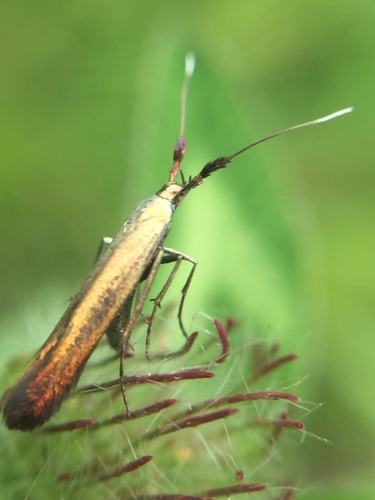 Red clover casebearer moth photo 5