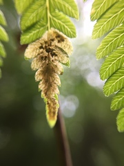 Phytoliriomyza tearohensis