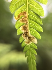 Phytoliriomyza tearohensis