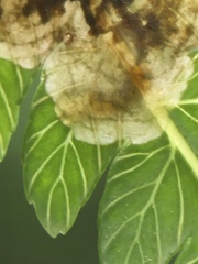 Phytoliriomyza tearohensis