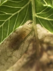 Phytoliriomyza tearohensis