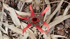 Aseroe rubra