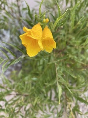 Tecoma stans angustata