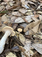 Hydnum oregonense