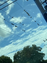 Columba livia domestica