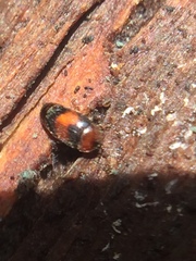 Clypastraea pulchella