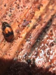 Clypastraea pulchella