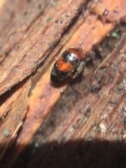 Clypastraea pulchella