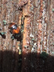 Clypastraea pulchella