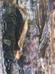 Neaspis variegata