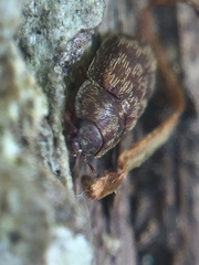 Neaspis variegata