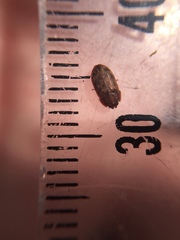 Neaspis variegata