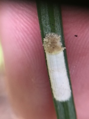 Pulvinaria camelicola