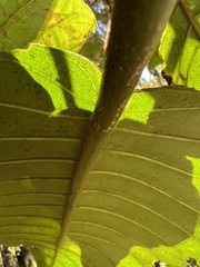 Ladenbergia macrocarpa