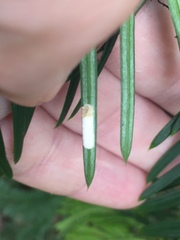 Pulvinaria camelicola