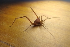 Krateromaspis dilatata