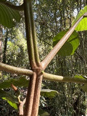 Ladenbergia macrocarpa