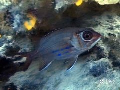 Sargocentron tiere