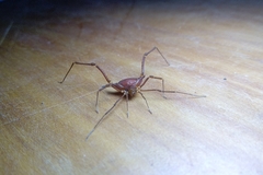 Krateromaspis dilatata