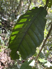 Ladenbergia macrocarpa
