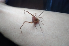 Krateromaspis dilatata