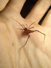 Krateromaspis dilatata