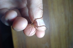 Krateromaspis dilatata