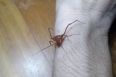 Krateromaspis dilatata